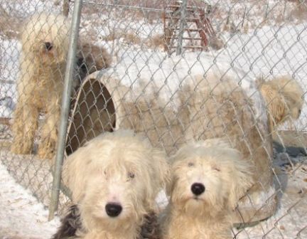 Old english store sheepdog rescue midwest